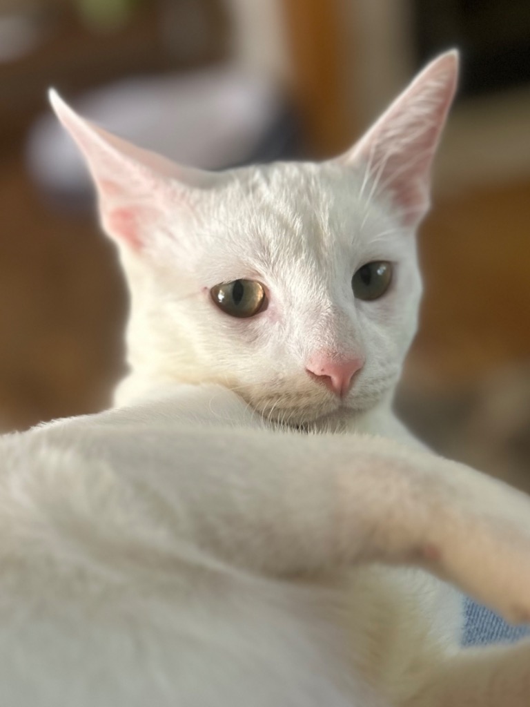 Sugar Bear (C24-4732)