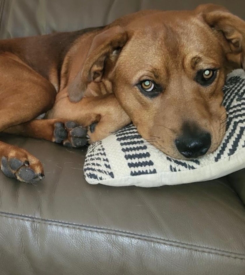 Charlie CL (D25-5309)