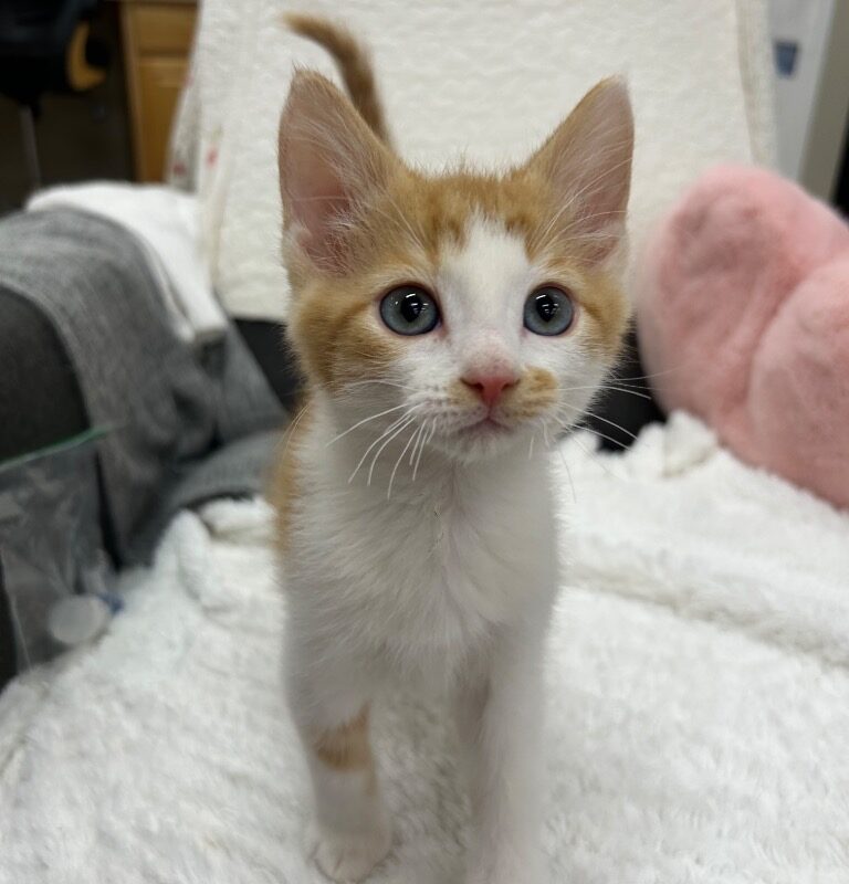 Coriander – Cori (C25-5293)