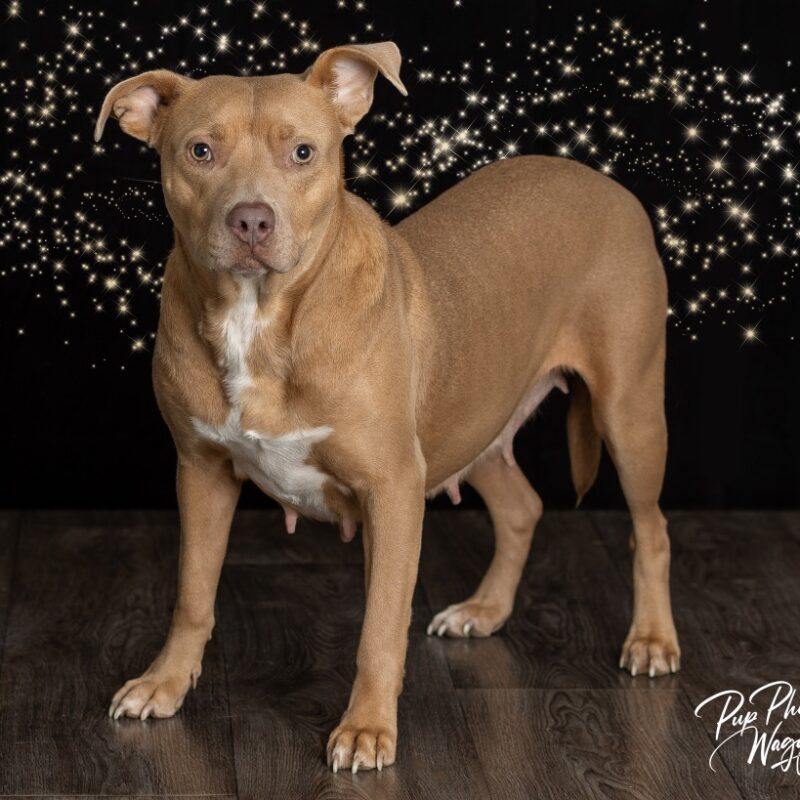 Joni Mitchell (D25-5226)