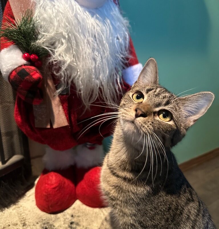 Pistachio (C25-5105)